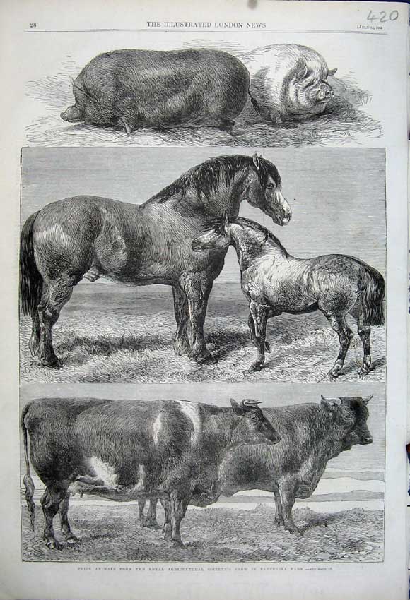 Old Antique Print 1862 Cow Pig Horses Battersea Agricultural Show Prize 19th