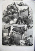Old Antique Print 1862 Prize Dogs Agricultural Show Islington Greyhound 19th