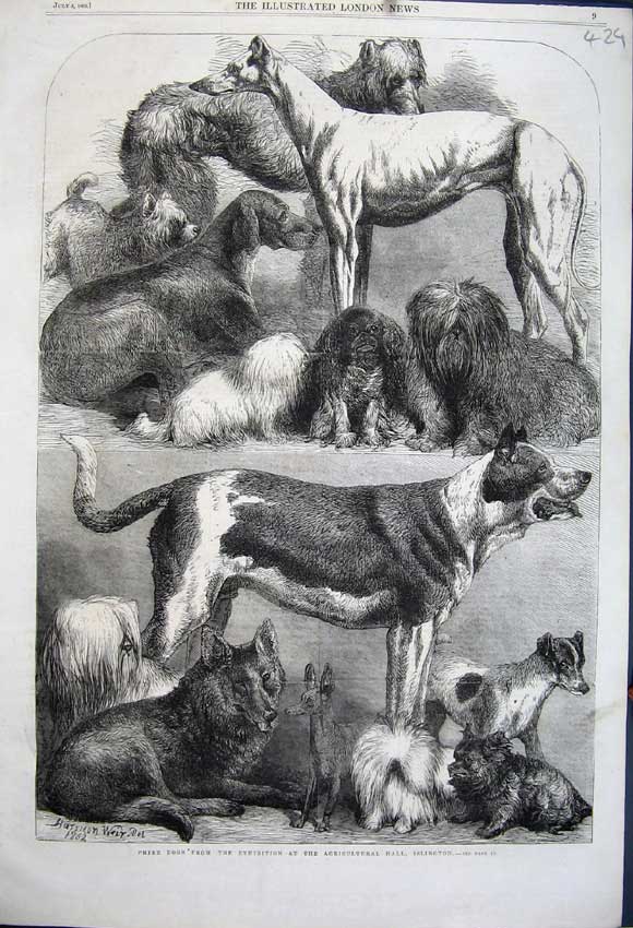 Old Antique Print 1862 Prize Dogs Agricultural Show Islington Greyhound 19th