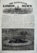 Original Old Antique Print 1863 Nest Ostrich America Zoological Gardens Regents