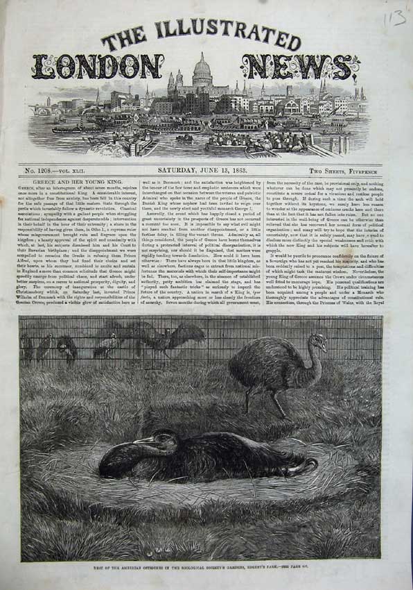 Original Old Antique Print 1863 Nest Ostrich America Zoological Gardens Regents