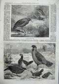 Original Old Antique Print 1863 Australian Bird Kagu Indian Pheasants Regents