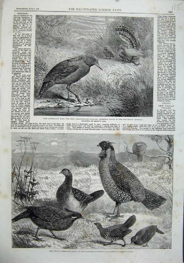 Original Old Antique Print 1863 Australian Bird Kagu Indian Pheasants Regents