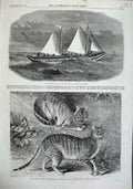 Old Antique Print 1863 Liverpool Tubular Life-Boat Syrian Cats Zoological 19th