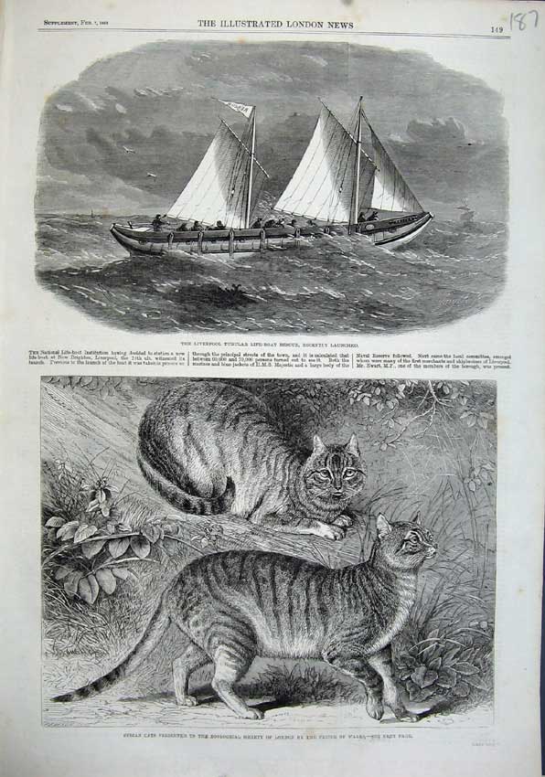 Old Antique Print 1863 Liverpool Tubular Life-Boat Syrian Cats Zoological 19th