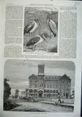 Old Antique Print 1863 Monteagle Hotel Niagara Falls Tantalus Birds Art 19th
