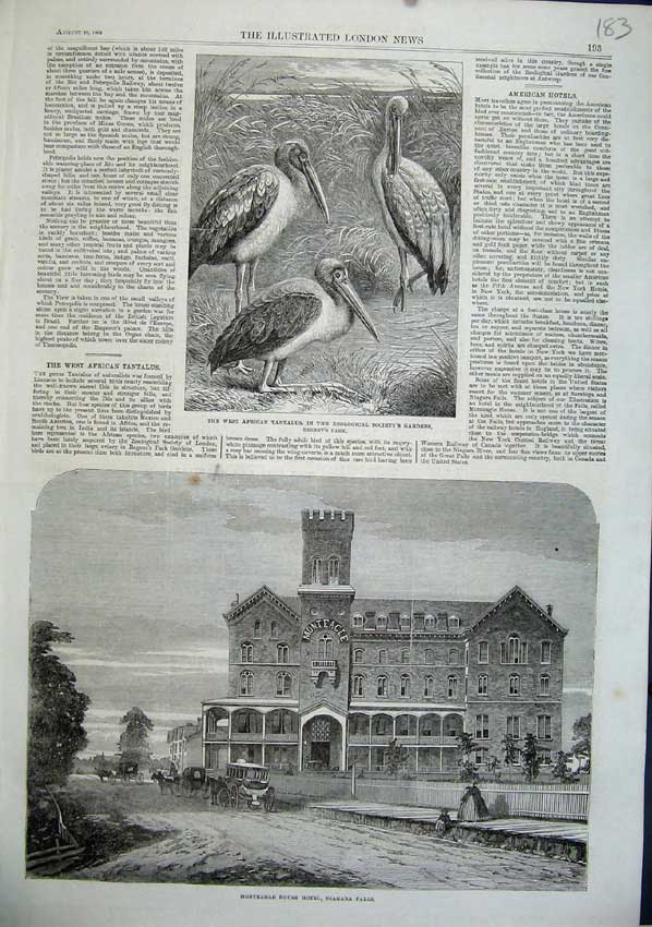 Old Antique Print 1863 Monteagle Hotel Niagara Falls Tantalus Birds Art 19th