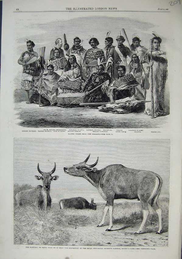 Old Antique Print Native Chiefs New Zealand 1863 Wild Ox Pegu Banteng Zoo 19th