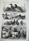 Old Antique Print 1863 Prize Birds Birmingham Poultry Show Pigeons Duck 19th