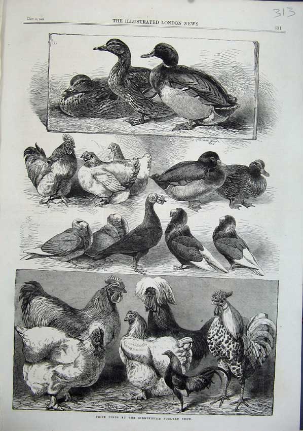 Old Antique Print 1863 Prize Birds Birmingham Poultry Show Pigeons Duck 19th