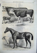 Old Antique Print 1863 Prize Animals Agricultural Society Worcester Cow 19th