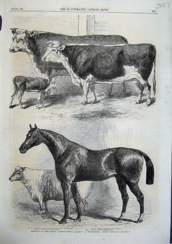 Old Antique Print 1863 Prize Animals Agricultural Society Worcester Cow 19th
