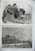 Old Antique Print 1864 Camel Baby Winter Holland Emperor Canal Amsterdam 19th