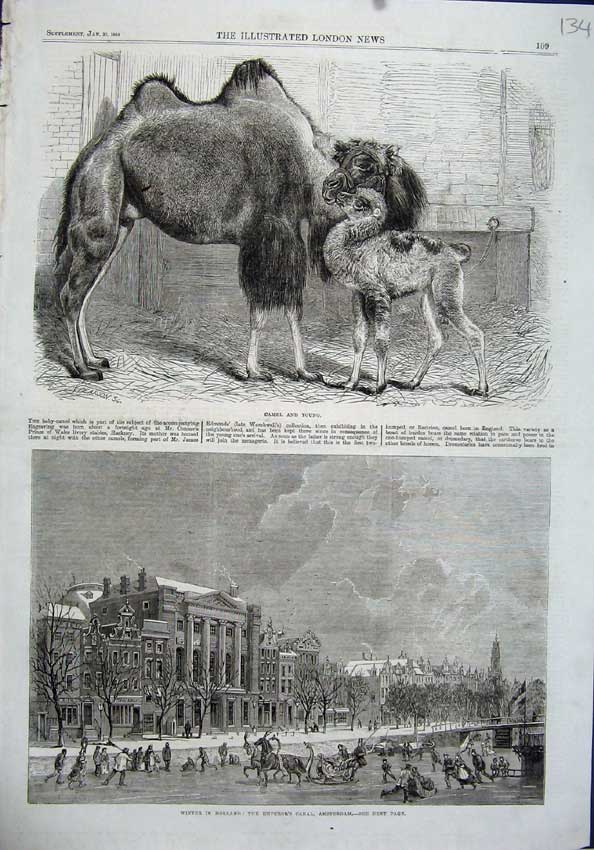 Old Antique Print 1864 Camel Baby Winter Holland Emperor Canal Amsterdam 19th