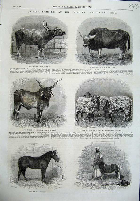 Original Old Antique Print Buffalo Cow Pony Burmese Wethers Sheep Bullock 1864
