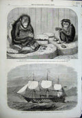 Old Antique Print 1864 Chimpanzee Ourang-Outang H.M.S Victoria Flag Ship 19th