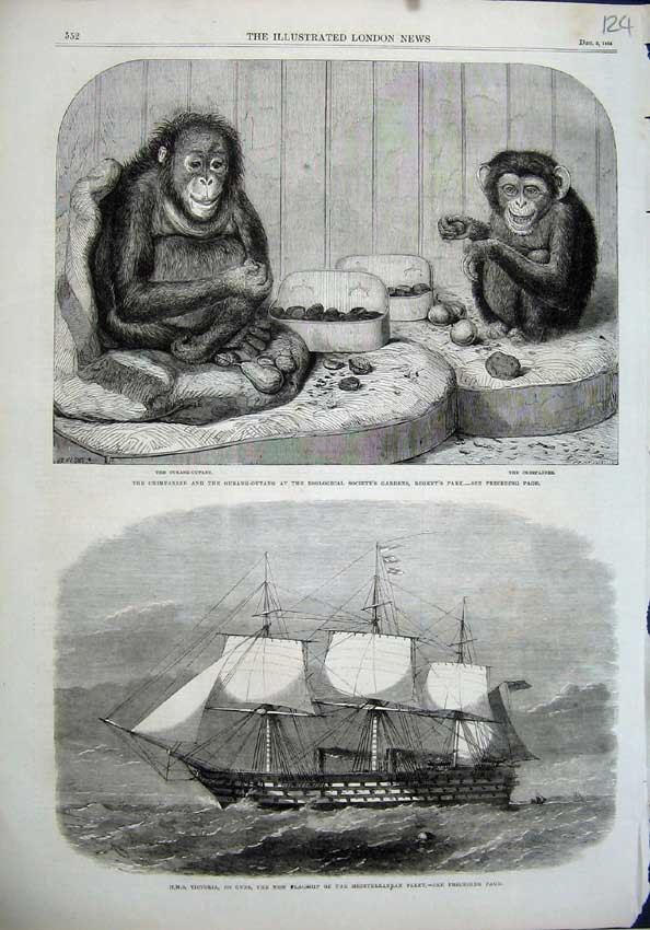 Old Antique Print 1864 Chimpanzee Ourang-Outang H.M.S Victoria Flag Ship 19th