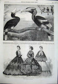 Old Antique Print Paris Fashion 1863 Hornbills Birds Zoological Gardens 19th