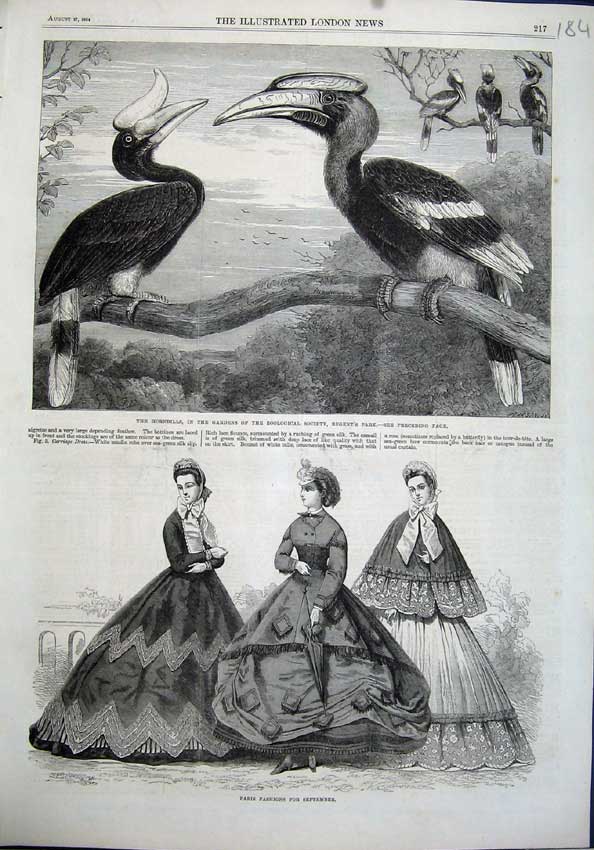 Old Antique Print Paris Fashion 1863 Hornbills Birds Zoological Gardens 19th