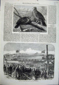 Old Antique Print Birds Didunculus Strigirostris 1864 College Edinburgh 19th