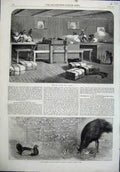 Old Antique Print Press Packing Indian Cotton 1864 Mooruck Birds Regent'S 19th