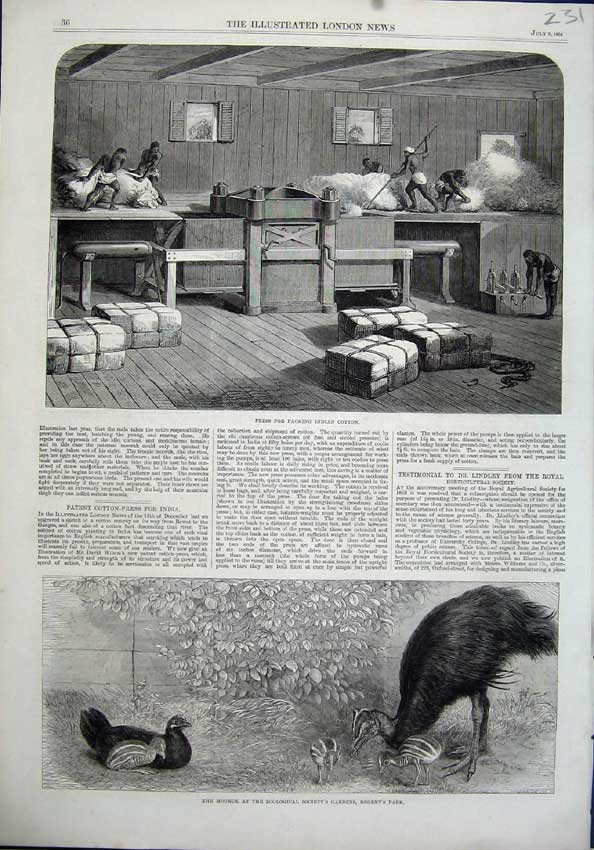 Old Antique Print Press Packing Indian Cotton 1864 Mooruck Birds Regent'S 19th