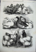 Old Antique Print 1864 Prize Pigeons Poultry Bingley Hall Birmingham Bird 19th