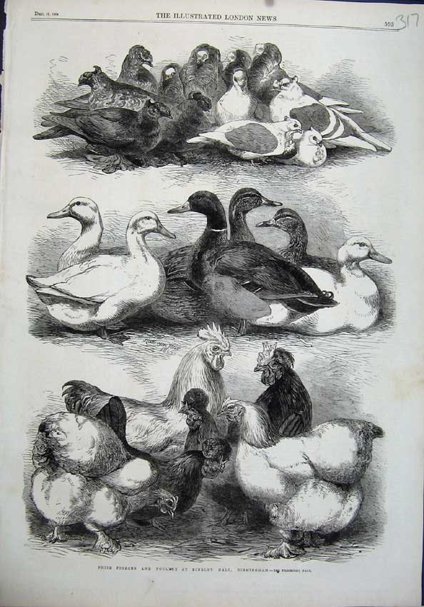 Old Antique Print 1864 Prize Pigeons Poultry Bingley Hall Birmingham Bird 19th