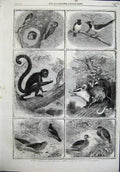 Old Antique Print 1864 Birds Cuckoo Duck Oppossum Monkey Jay Zoological 19th