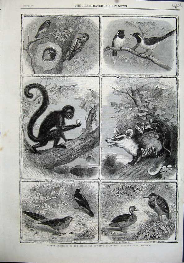 Old Antique Print 1864 Birds Cuckoo Duck Oppossum Monkey Jay Zoological 19th
