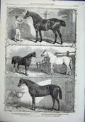 Old Antique Print 1864 Prize Horses Agricultural Hall Islington Arab Sire 19th