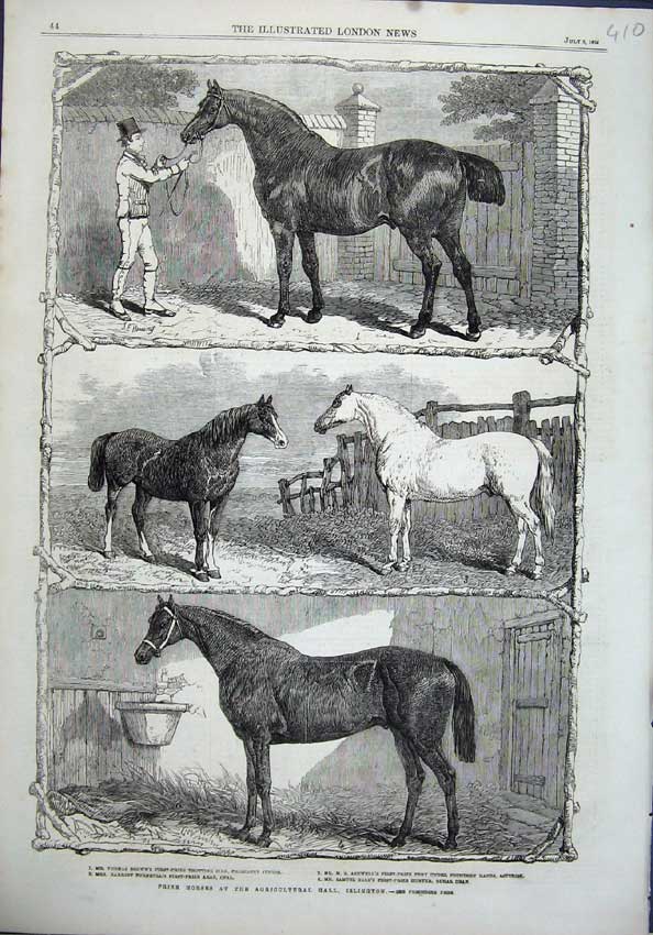 Old Antique Print 1864 Prize Horses Agricultural Hall Islington Arab Sire 19th