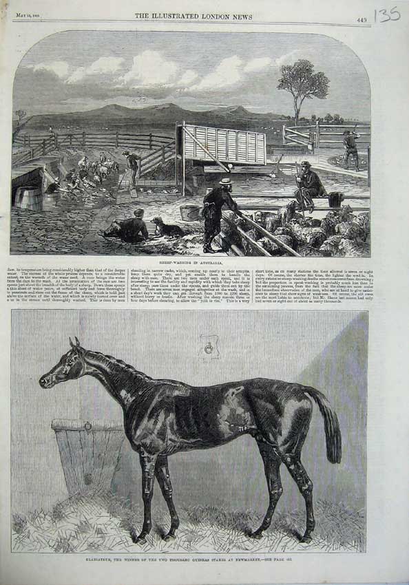 Old Antique Print Sheep Washing Australia 1865 Gladiateur Newmarket Horse 19th