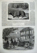 Old Antique Print 1865 Armadillo Zoological Olympic Theatre Settling Day 19th