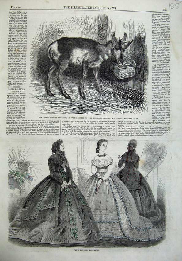 Original Old Antique Print Paris Fashion 1865 Prong-Horned Antelope Zoological