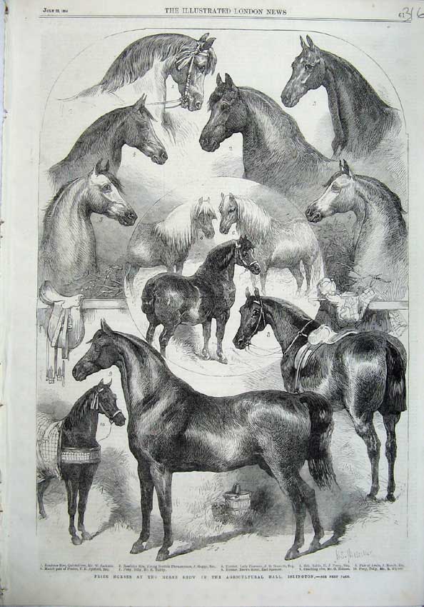 Old Antique Print 1865 Prize Horses Show Agricultural Hall Islington Pony 19th