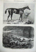 Old Antique Print Horse Sutton Lord Lyon Newmarket 1866 Prairie Fire Deer 19th