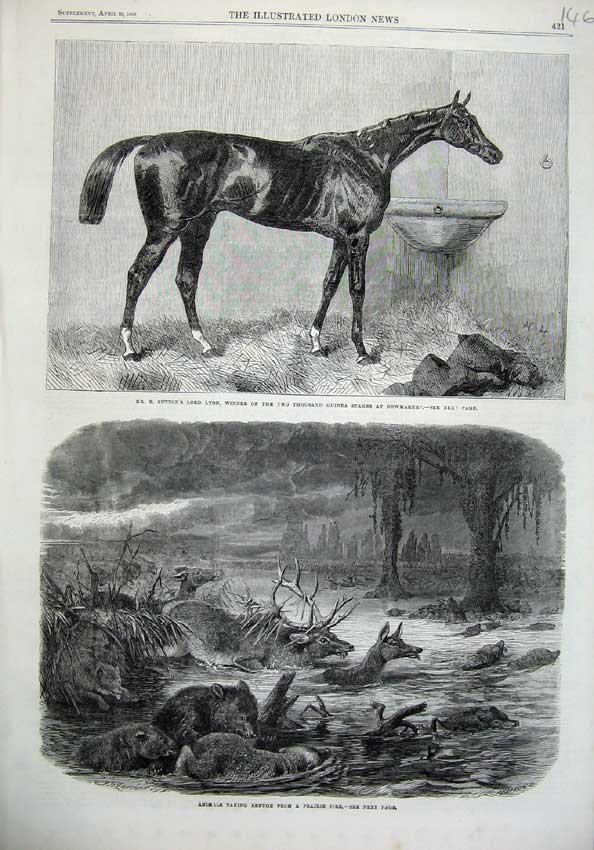 Old Antique Print Horse Sutton Lord Lyon Newmarket 1866 Prairie Fire Deer 19th