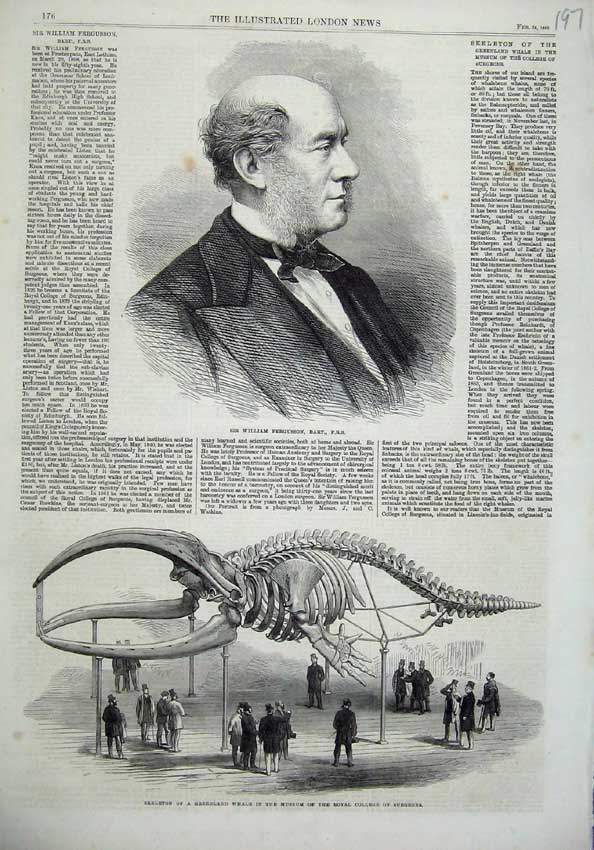 Old Antique Print William Fergusson 1866 Skeleton Whale Museum Surgeons 19th