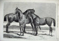 Original Old Antique Print 1866 Prize Horses Agricultural Islington Hunter Hack