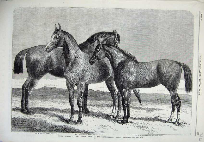 Original Old Antique Print 1866 Prize Horses Agricultural Islington Hunter Hack