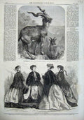 Old Antique Print Paris Fashion 1866 Markhore Goat Zoological Regent Park 19th