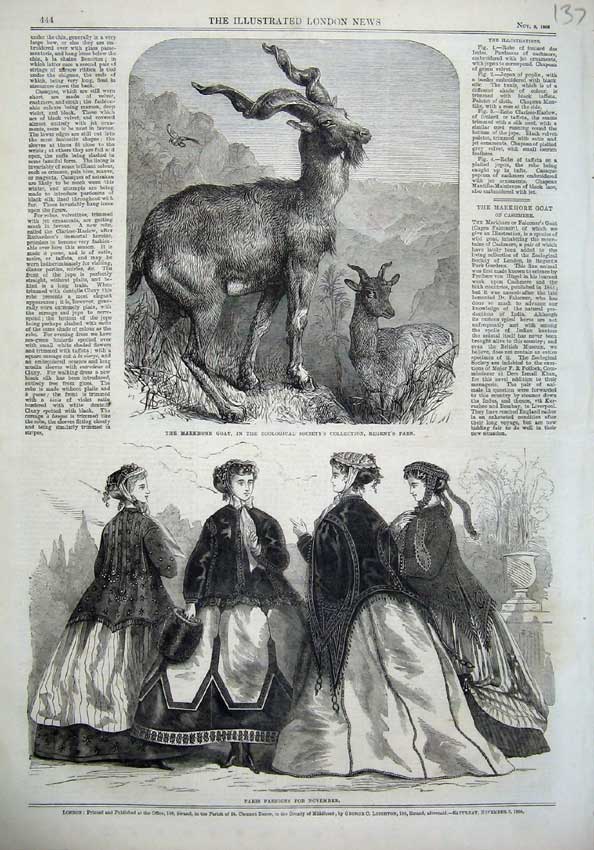 Old Antique Print Paris Fashion 1866 Markhore Goat Zoological Regent Park 19th