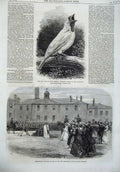 Original Old Antique Print Bell Bird America 1866 Salford Barracks Presentation