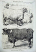 Original Old Antique Print 1866 Smithfield Club Cattle Show Sheep Bullock Cow
