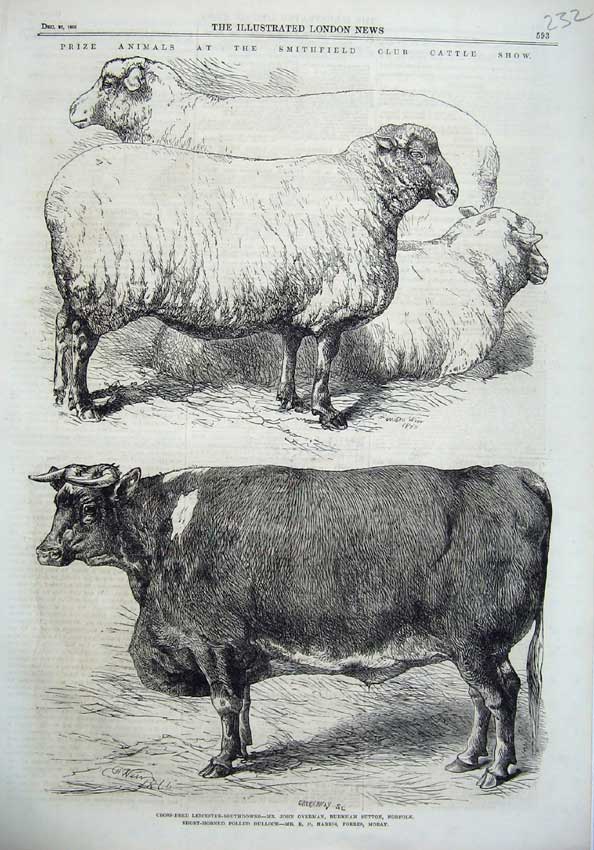 Original Old Antique Print 1866 Smithfield Club Cattle Show Sheep Bullock Cow