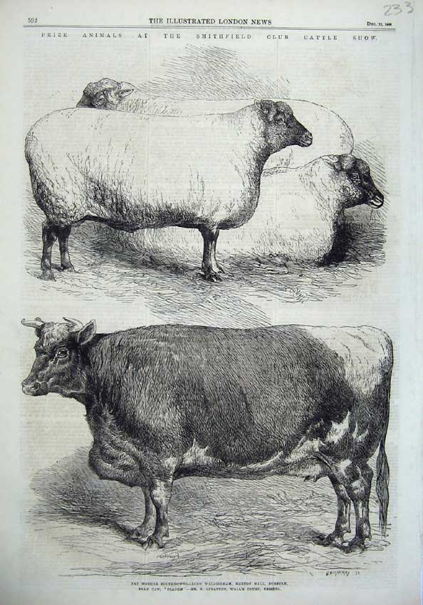 Old Antique Print 1866 Smithfield Cattle Show Sheep Cow Southdowns Diadem 19th