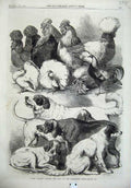 Old Antique Print Prize Poultry Pigeons Dogs Brimingham Show 1866 Animals 19th