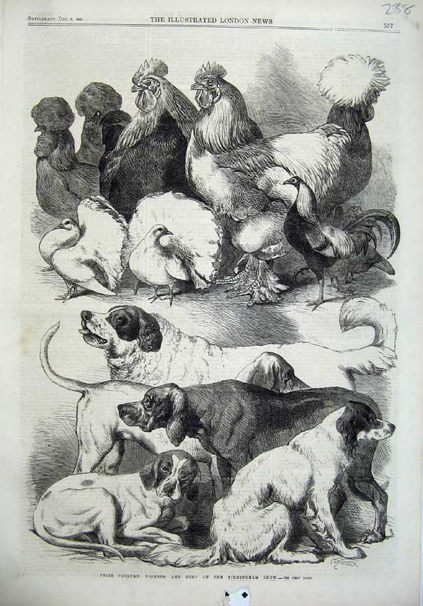 Old Antique Print Prize Poultry Pigeons Dogs Brimingham Show 1866 Animals 19th