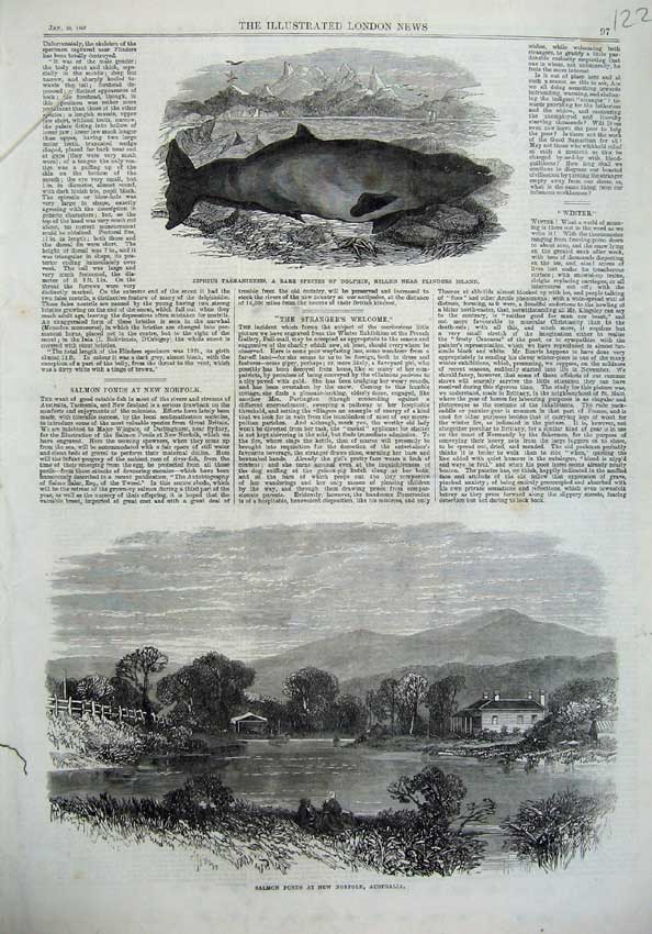 Old Antique Print Dolphin Ziphius 1867 Salmon Ponds Norfolk Australia Art 19th